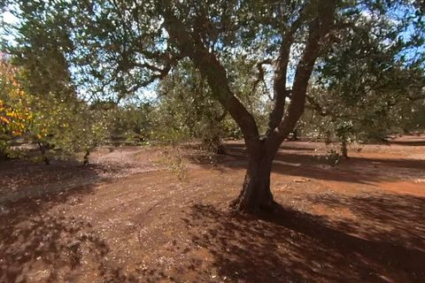 Landejendom i Ostuni, Brindisi, Ostuni - € 87.000 | Ref: 149 - foto 14